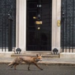 Downing Street, fox