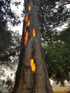 fire-burns-from-inside-of-a-tree-schellvill-california