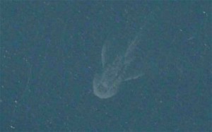 Loch Ness monster: 2014 Google Maps photo