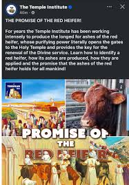 Red Heifer ritual sacrifice in Jerusalem