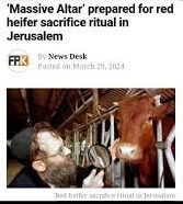 Red Heifer ritual sacrifice in Jerusalem